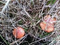 Suillus spectabilis image