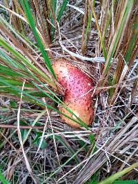 Suillus spectabilis image