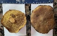 Suillus cothurnatus image