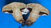 Suillus cothurnatus image