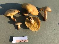 Suillus kaibabensis image