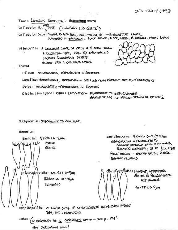 Lactarius neotabidus image