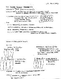 Lactarius neotabidus image