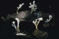 Isaria farinosa image
