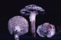 Lecanicillium fungicola var. fungicola image