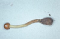 Elaphocordyceps capitata image