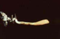 Cordyceps militaris image