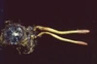 Elaphocordyceps ophioglossoides image