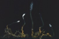 Elaphocordyceps ophioglossoides image