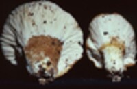 Hypomyces banningiae image