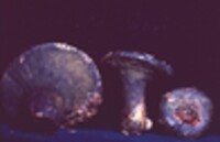 Hypomyces luteovirens image