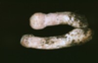 Hypomyces hyalinus image