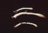 Hypocrea alutacea image