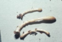 Hypocrea alutacea image