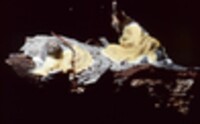 Hypocrea citrina image