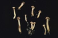 Cudonia lutea image