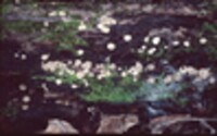 Tatraea macrospora image