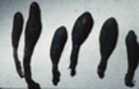 Xylaria polymorpha image