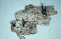 Xylaria longiana image