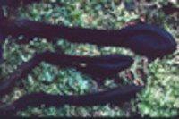 Trichoglossum hirsutum image