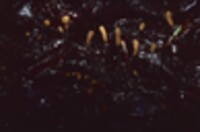 Mitrula elegans image