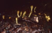 Microglossum rufum image