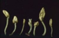 Microglossum viride image