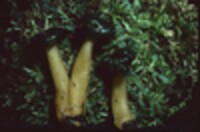 Leotia viscosa image