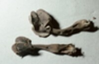 Helvella pezizoides image