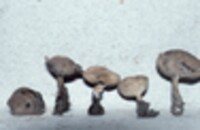 Helvella macropus image