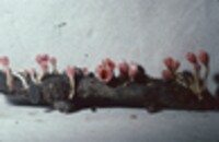 Microstoma floccosum image