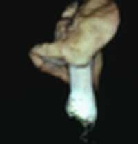 Gyromitra infula image