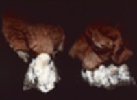 Gyromitra brunnea image