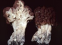 Gyromitra caroliniana image