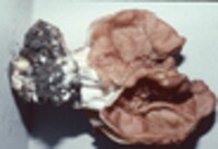 Gyromitra fastigiata image