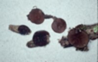 Pachyella clypeata image