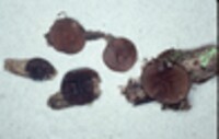 Pachyella clypeata image