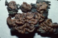 Pachyella clypeata image
