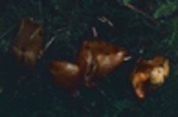 Otidea leporina var. leporina image