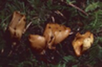 Otidea leporina var. leporina image