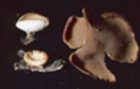 Peziza micropus image