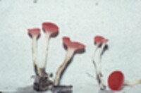 Sarcoscypha occidentalis image