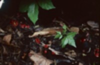 Sarcoscypha occidentalis image