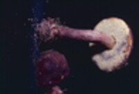 Boletellus chrysenteroides image