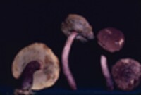 Boletellus chrysenteroides image