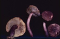 Boletellus chrysenteroides image