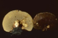 Boletinellus merulioides image