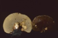Boletinellus merulioides image