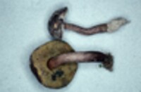 Boletellus chrysenteroides image