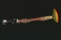 Heimioporus betula image